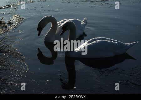 Swans au Herrington Country Park lors d'une matinée froide à Sunderland. Cette semaine, de fortes chutes de neige et de pluie verglaçante risquent de faire éclater le Royaume-Uni, avec des avertissements concernant les coupures d'électricité et les retards dans les déplacements. Banque D'Images