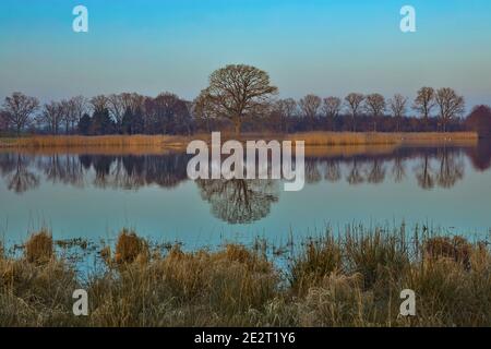 Beaucoup d'arbres ont été reflétés dans le petit lac près de Malente (Allemagne) parce qu'il n'y avait pas de vent. Banque D'Images