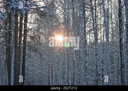 Arbres enneigés dans un parc d'hiver. Le soleil est visible à travers les branches des arbres. Arrière-plan d'hiver. Banque D'Images