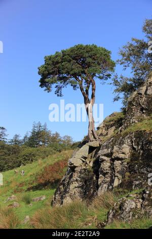 Arbre solitaire Banque D'Images