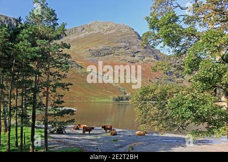 Bovins des Highlands sur le rivage de Buttermere Banque D'Images