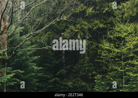 arrière-plan naturel, forêt sombre et profonde avec arbres, mousses et pins Banque D'Images