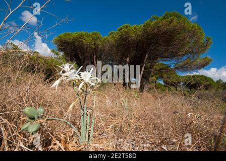 Daffodil de mer (Pancratium maritimum) dans les dunes de la plage de Lacona, île d'Elbe, Toscane, Italie Banque D'Images