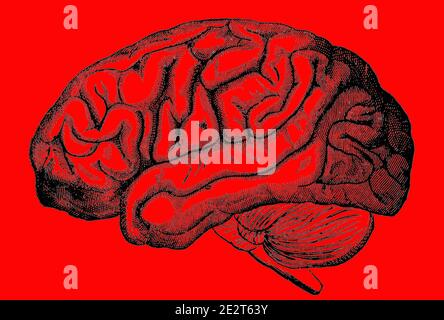 Une image gravée du cerveau humain d'un livre victorien daté de 1880 qui n'est plus dans le droit d'auteur isolé sur un fond rouge, image de stock photo Banque D'Images