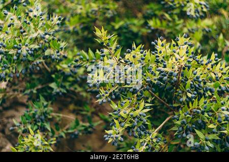 Arbustes Myrtus communis avec beaucoup de petites baies bleues parmi les feuilles. Banque D'Images