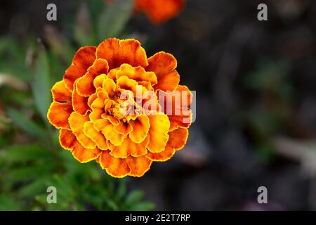 fleur rouge orange marigold, vue de dessus. Photo macro de Tagetes patula Banque D'Images