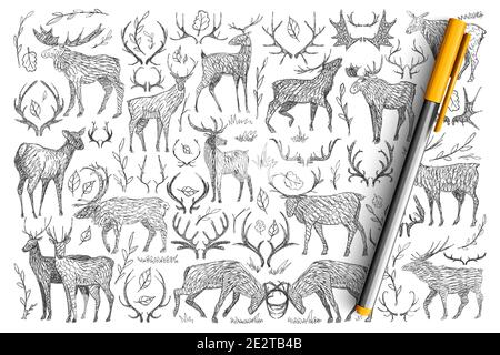 Ensemble de doodle Forest Wild Deers. Collection de deers dessinés à la main avec des cornes vivant dans la nature sauvage jouant à la lutte isolée sur fond transparent. Illustration d'animaux pour enfants Illustration de Vecteur
