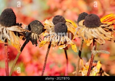 Les têtes de graines de Rudbeckia dans un jardin d'automne. Rudbeckia hirta. ROYAUME-UNI Banque D'Images