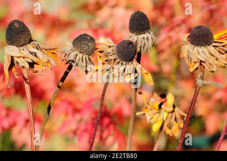 Les têtes de graines de Rudbeckia dans un jardin d'automne. Rudbeckia hirta. ROYAUME-UNI Banque D'Images