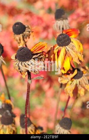 Les têtes de graines de Rudbeckia dans un jardin d'automne. Rudbeckia hirta. ROYAUME-UNI Banque D'Images