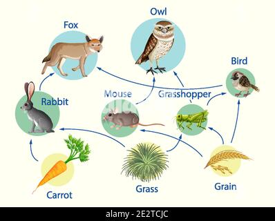 Affiche d'éducation de la biologie pour l'illustration du schéma des chaînes alimentaires Illustration de Vecteur