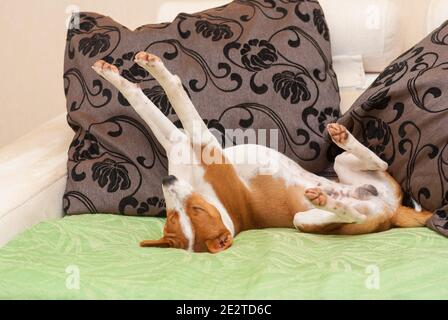 Le jeune chien Basenji s'étire tout en dormant sur le canapé à côté des oreillers Banque D'Images