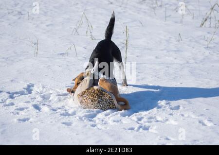 Le chien de chasse noir attaque Basenji et le mord sur le cou tout en jouant sur la neige d'hiver Banque D'Images