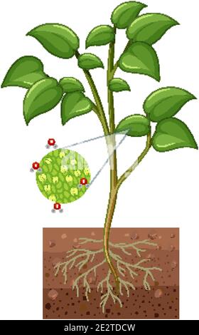 Schéma montrant les stomates et la cellule de garde de la plante isolée sur illustration d'arrière-plan blanc Illustration de Vecteur