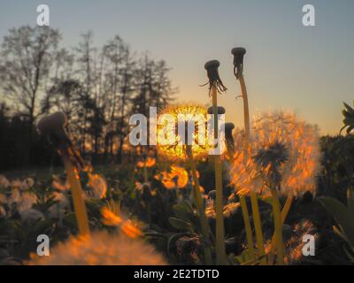 Pissenlit fusionné avec le coucher du soleil pour qu'il ressemble à une ampoule allumée. Quand la lumière de Dieu brille à travers vous... même quand vous pensez que vous êtes aussi commun qu'une da Banque D'Images