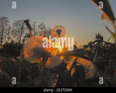 Pissenlit fusionné avec le coucher du soleil pour qu'il ressemble à une ampoule allumée. Quand la lumière de Dieu brille à travers vous... même quand vous pensez que vous êtes aussi commun qu'une da Banque D'Images