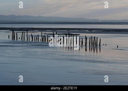 Vieux stakenets sur le Solway. Réserve RSPB, Dumfries et Galloway Banque D'Images