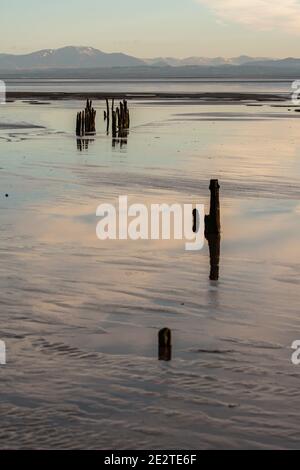 Vieux stakenets sur le Solway. Réserve RSPB, Dumfries et Galloway Banque D'Images