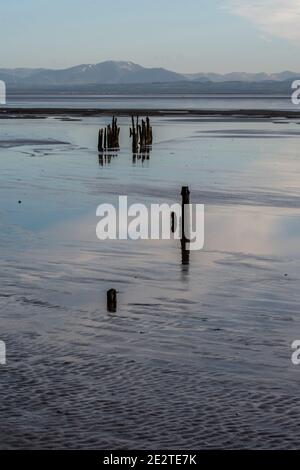 Vieux stakenets sur le Solway. Réserve RSPB, Dumfries et Galloway Banque D'Images