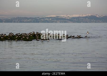 Morecambe, Lancashire, Royaume-Uni. 15 janvier 2021. Journée froide à Morecambe à marée haute a vu beaucoup de la vie d'oiseaux dans la baie de Morecambe se rassembler sur les eaux de la pierre de rupture crédit: PN News/Alay Live News Banque D'Images