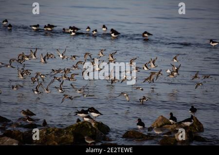 Morecambe, Lancashire, Royaume-Uni. 15 janvier 2021. Journée froide à Morecambe à marée haute a vu beaucoup de la vie d'oiseaux dans la baie de Morecambe se rassembler sur les eaux de la pierre de rupture crédit: PN News/Alay Live News Banque D'Images