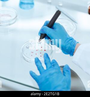 Scientifique féminine marquant une boîte de Petri avec une colonie de bactéries. Banque D'Images