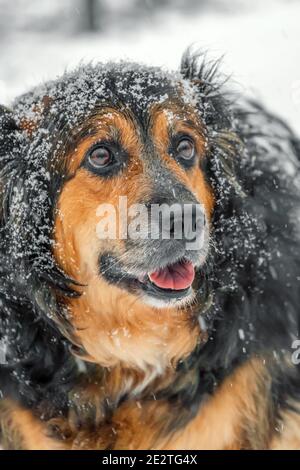 Portrait d'un beau chien, un berger allemand dans la neige par une journée d'hiver. Photo verticale Banque D'Images