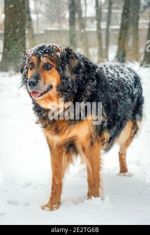 Portrait d'un beau chien de plein pied, un Berger allemand dans la neige par une journée d'hiver. Photo verticale Banque D'Images
