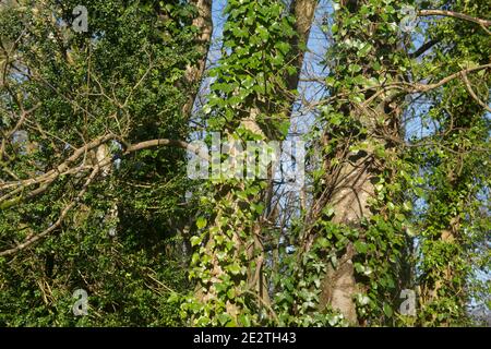 Soleil d'hiver vif sur l'Ivy sauvage (Hedera Helix) poussant le tronc d'un arbre dans une forêt forestière dans le Devon rural, Angleterre, Royaume-Uni Banque D'Images