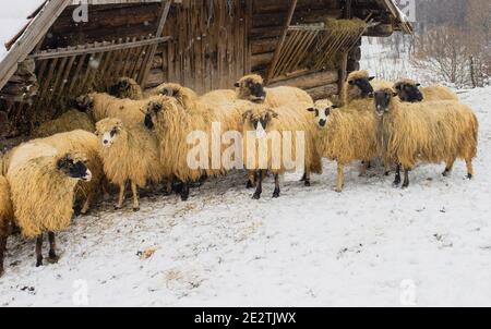 Mouton debout dans la neige-rempli à la journée Banque D'Images