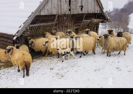 Mouton debout dans la neige-rempli à la journée Banque D'Images