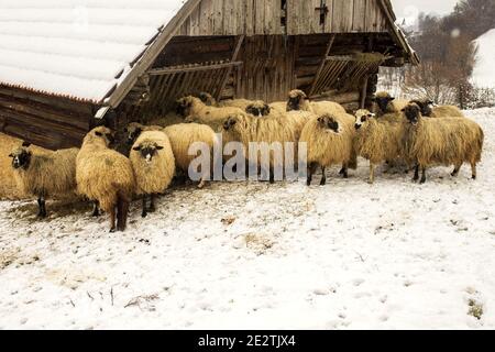 Mouton debout dans la neige-rempli à la journée Banque D'Images