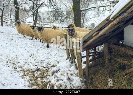 Mouton debout dans la neige-rempli à la journée Banque D'Images