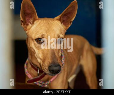 Portrait d'un joli chien de demi-race marron Banque D'Images