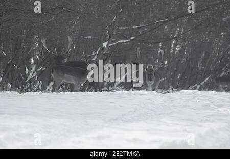 Groupe de cerfs sauvages (dama dama) en paysage d'hiver, sur le terrain à l'extérieur de la forêt Banque D'Images