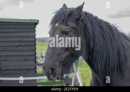 Gros plan de chevaux dans un champ Banque D'Images