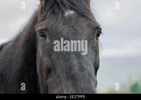 Portrait de cheval tricheur Banque D'Images