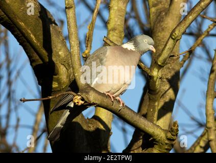 Une alerte Wood Pigeon surveille les passants toujours à l'affût de la nourriture qui peut être dispersée pour les oiseaux. Ils sont les plus grands et les plus communs Banque D'Images