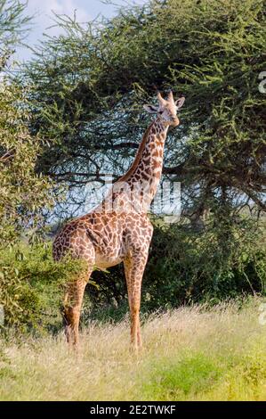 Girafe isolée à Tsavo East Park Kenya Banque D'Images