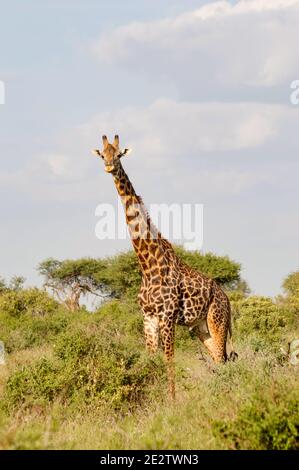 Girafe isolée à Tsavo East Park Kenya Banque D'Images