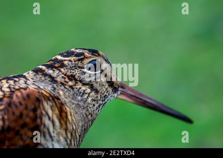 Portrait en demi-longueur du coq eurasien (Scolopax rusticola) pendant la migration d'automne. Oiseau à gros yeux, vision nocturne. Long projet de loi d'extraction de terre Banque D'Images