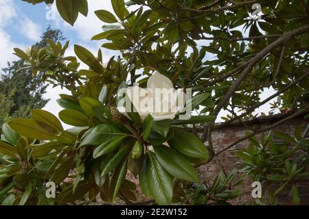 Gros plan d'une fleur blanche d'automne tête sur un arbuste magnolia (magnolia grandiflora) du sud ou de Bull Bay poussant dans un jardin dans le Devon rural, Angleterre, Royaume-Uni Banque D'Images