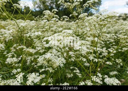 Achillea millefolium ou yarrow commun. Fleurs sauvages dans la prairie. Banque D'Images