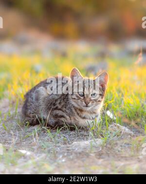 Gros plan, contre-jour, foyer sélectif des sans-abri Sad Grey et Black kitten Portrait sur le terrain. Banque D'Images