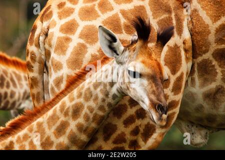 Girafes sud-africains adultes et juvéniles dans le parc du Grand Kruger, dans la province de Limpopo, en Afrique du Sud. Banque D'Images