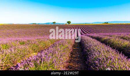 Champs de lavande à Valensole, dans les Alpes des Hautes Provence, en Provence, dans le sud de la France Banque D'Images