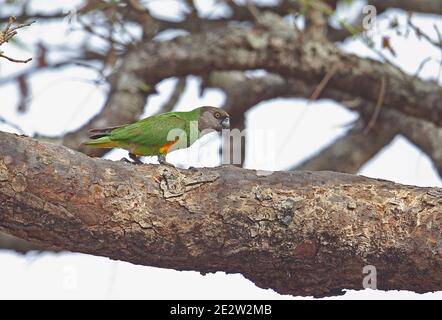 Parrot du Sénégal (Poicephalus senegalus versteri) adulte marchant sur la branche Mole NP, Ghana Février Banque D'Images