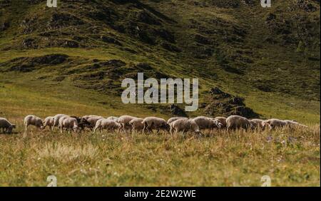 Un troupeau de moutons sur un pâturage dans les montagnes. Banque D'Images