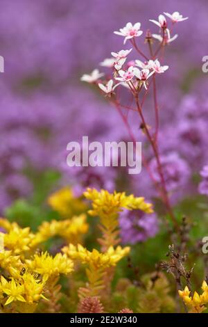 Album de Sedum, fleur de Stonecrop blanc Banque D'Images