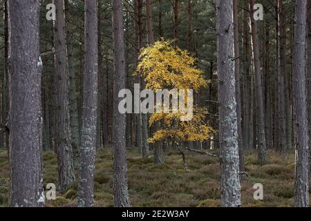 Lone Silver Birch dans une plantation forestière, Badenoch et Strathspey, Highland, Écosse. Banque D'Images